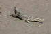 Saltwater Crocodile Population Rises In Sundarbans