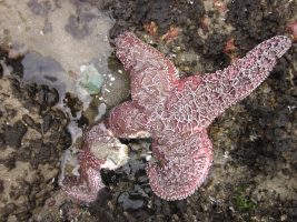 Sea Star Wasting Disease