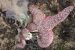 Sea Star Wasting Disease
