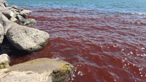 Sea of Galilee Turns Red