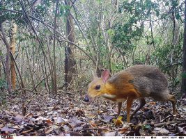 Silver-Backed Chevrotain
