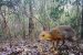 Silver-Backed Chevrotain