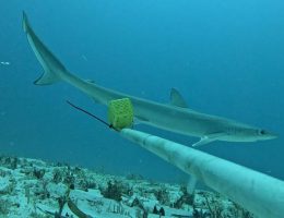 Sliteye Shark Recorded in Great Chagos Bank