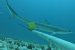 Sliteye Shark Recorded in Great Chagos Bank