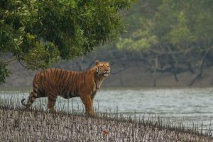 Sundarbans Tiger Reserve