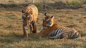 Tiger Introduction in Debrigarh Sanctuary