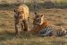 Tiger Introduction in Debrigarh Sanctuary