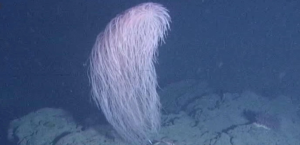 New Deep-Sea Coral Named Iridogorgia Chewbacca Discovered