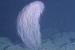 New Deep-Sea Coral Named Iridogorgia Chewbacca Discovered