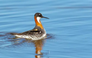 Red-Necked Phalarope Spotted in Tamil Nadu