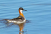 Red-Necked Phalarope Spotted in Tamil Nadu