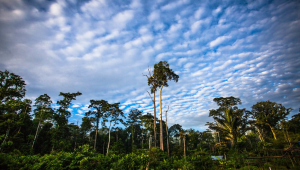 Brazil Leads Investment in Tropical Forests Forever Facility (TFFF)
