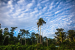 Brazil Leads Investment in Tropical Forests Forever Facility (TFFF)