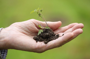 India’s Clean Plant Programme