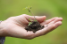 India’s Clean Plant Programme