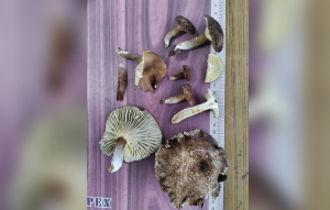 New Edible Mushroom Species Discovered In Meghalaya Forests