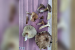New Edible Mushroom Species Discovered In Meghalaya Forests