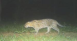 Rare Fishing Cat Discovered at Ramgarh Vishdhari Tiger Reserve