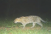 Rare Fishing Cat Discovered at Ramgarh Vishdhari Tiger Reserve