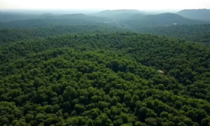 India’s Forest Environmental Accounting Advances in 2025