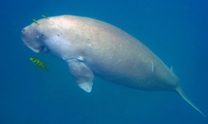 India’s First Dugong Conservation Reserve Recognised Globally