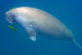 India’s First Dugong Conservation Reserve Recognised Globally