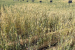 Soilification Technology Enables Wheat Farming in Desert