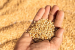 India’s Food Grain Storage Infrastructure Advances 2025