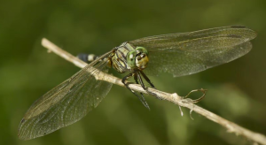 Dragonfly Surge Signals Wetland Health in Delhi Parks