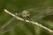 Dragonfly Surge Signals Wetland Health in Delhi Parks