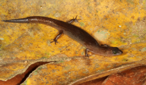 New Discoveries in Western Ghats Lizard Diversity