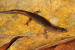 New Discoveries in Western Ghats Lizard Diversity