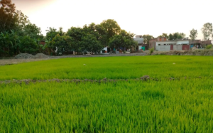 अच्छी मानसून वर्षा से खेती में उछाल, लेकिन उर्वरक संकट ने बढ़ाई सरकार की चिंता