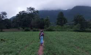 ओडिशा की ‘डोंगर’ खेती संकट में: यूकेलिप्टस के बढ़ते प्रभुत्व से आदिवासी कृषि पर संकट