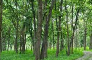 इंडियन रोज़वुड संकट में: तमिलनाडु में संरक्षण कानून की समाप्ति से बढ़ा खतरा