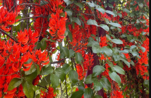जख्मों के इलाज में लाल लता पौधे की क्रांतिकारी भूमिका: भारतीय वैज्ञानिकों की नई खोज