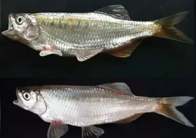 मणिपुर में मिली ताज़ा पानी की नई मछली प्रजाति: Garra nambashiensis
