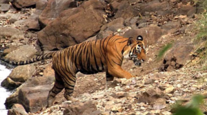 रामगढ़ विषधारी टाइगर रिजर्व में पहली बार मछली बिलाव की उपस्थिति दर्ज, जैव विविधता को मिला नया आयाम
