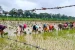 AI-Based Monsoon Forecasting
