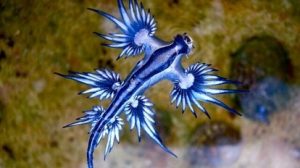 Blue Dragons Invade Spanish Beaches