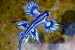 Blue Dragons Invade Spanish Beaches