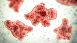 Brain-Eating Amoeba in Kerala