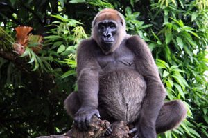 Cross River Gorilla