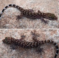 Cyrtodactylus vanarakshaka