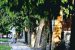 Delhi Forest Department Clarifies Legal Tree Definition