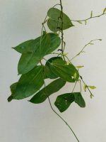 Dioscorea Balakrishnanii