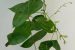 Dioscorea Balakrishnanii