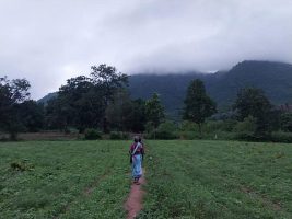 Dongar Cultivation Threatened by Eucalyptus Monoculture in Odisha