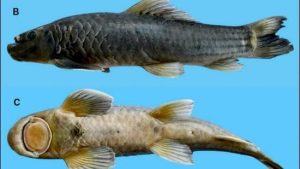 Garra nambashiensis
