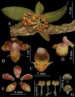 Gastrochilus Pechei Orchid